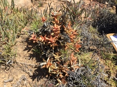 Astroloba rubriflora