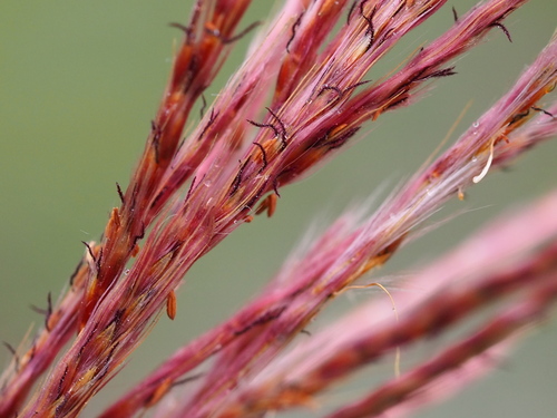 Saccharum formosanum (Saccharum formosanum)
