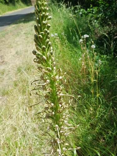 Lizard Orchid