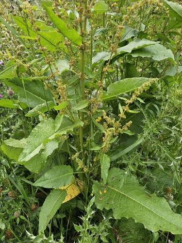 broad-leaved dock