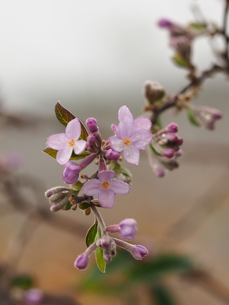 lilac daphne