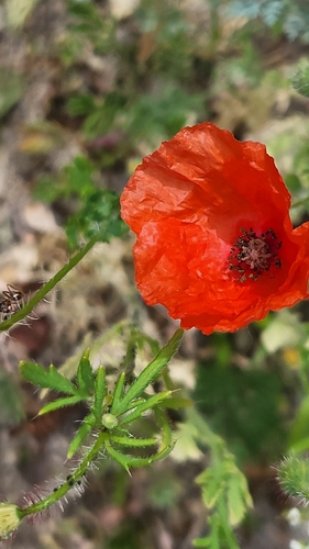 common poppy