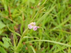Agalinis communis