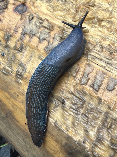 Carpathian Blue Slug