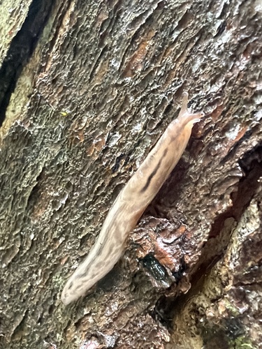 Tree slug