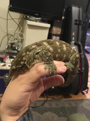 Rhacodactylus leachianus