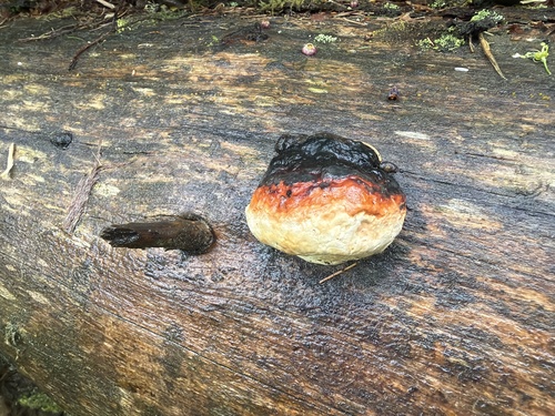 Red-banded Polypore