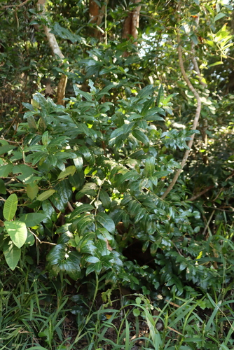 Kraussia floribunda, photograph 4