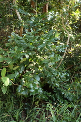 Kraussia floribunda, photograph (c) Tony Rebelo, some rights reserved (CC BY-SA)