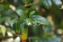 Kraussia floribunda, photograph (c) Tony Rebelo, some rights reserved (CC BY-SA)