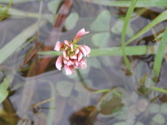 Trifolium polymorphum