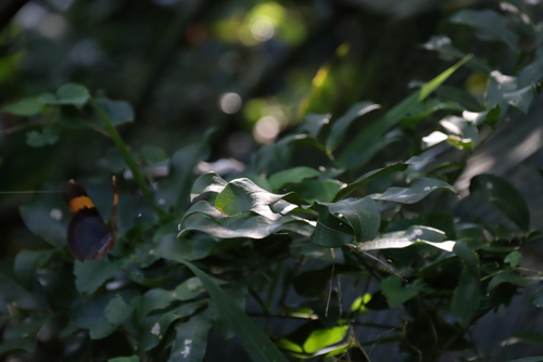 Behnia reticulata