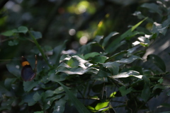 Behnia reticulata