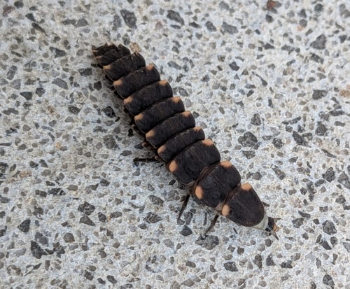 European Glow-worm