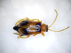 Phyllobrotica quadrimaculata