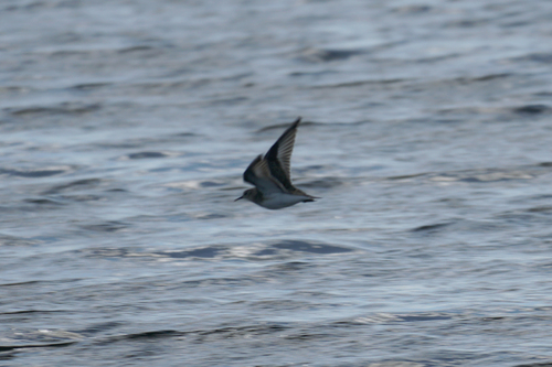 iNaturalist image