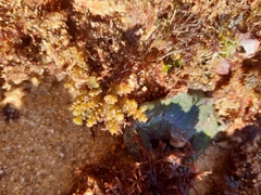 Ericaria selaginoides