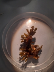 Ericaria selaginoides