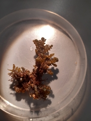 Ericaria selaginoides