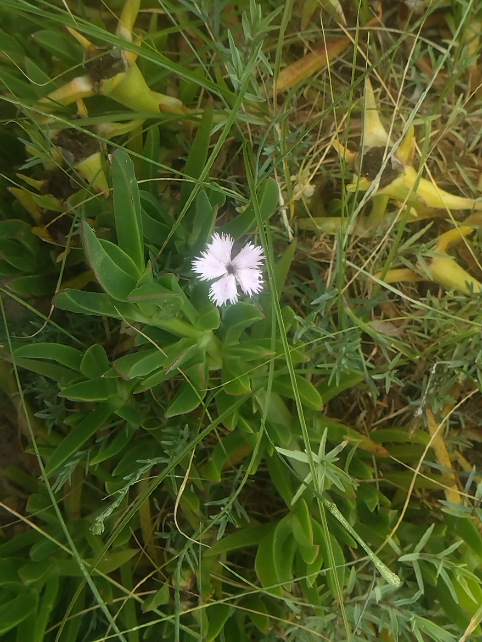 Clavel de las dunas