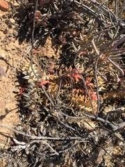 Astroloba rubriflora