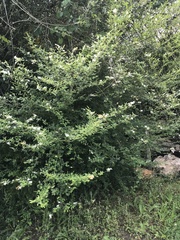 Chamaecytisus prolifer