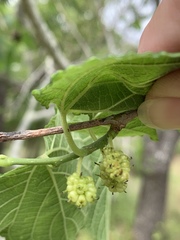 Morus microphylla