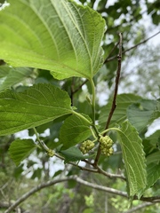 Morus microphylla