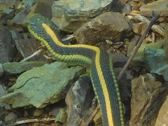 Thamnophis atratus