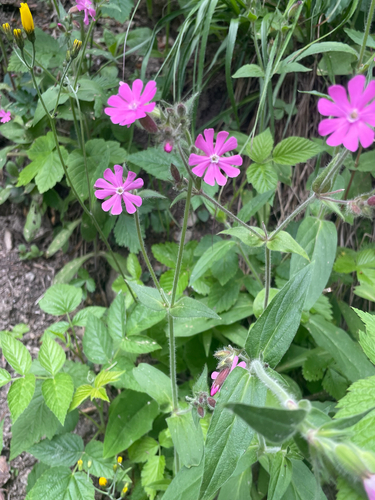 red campion