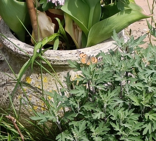 Painted Lady