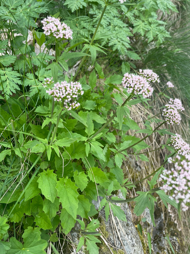 Three-leaved Valerian