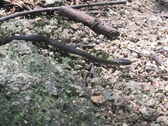 Hebius