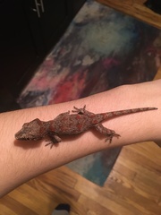 Rhacodactylus auriculatus
