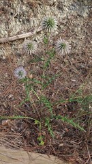 Echinops ritro ritro