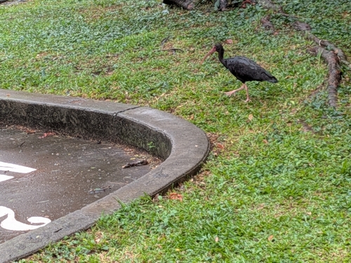 Bare-faced Ibis