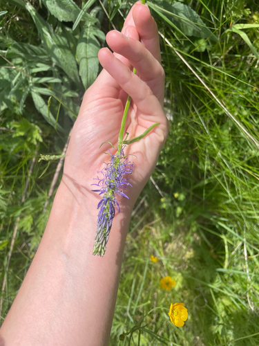 Betony-leaved Rampion