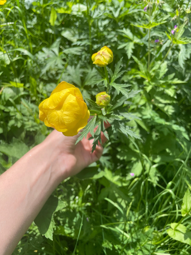 European Globeflower