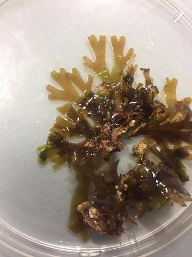 Representative image of Dictyota dichotoma