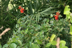 Erythrina humeana