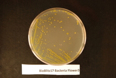 Xanthomonas campestris
