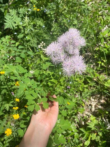 French meadow-rue