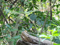 Campylorhynchus chiapensis