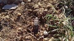 Acanthocinus aedilis