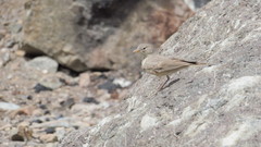 Ammomanes deserti