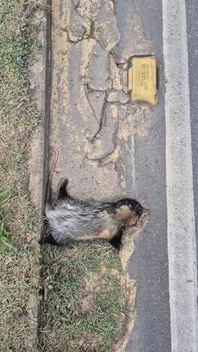 Big-eared Opossum