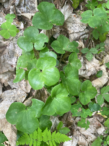 Liverleaf
