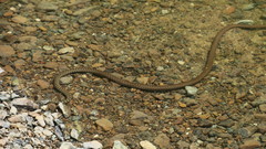 Platyceps rhodorachis