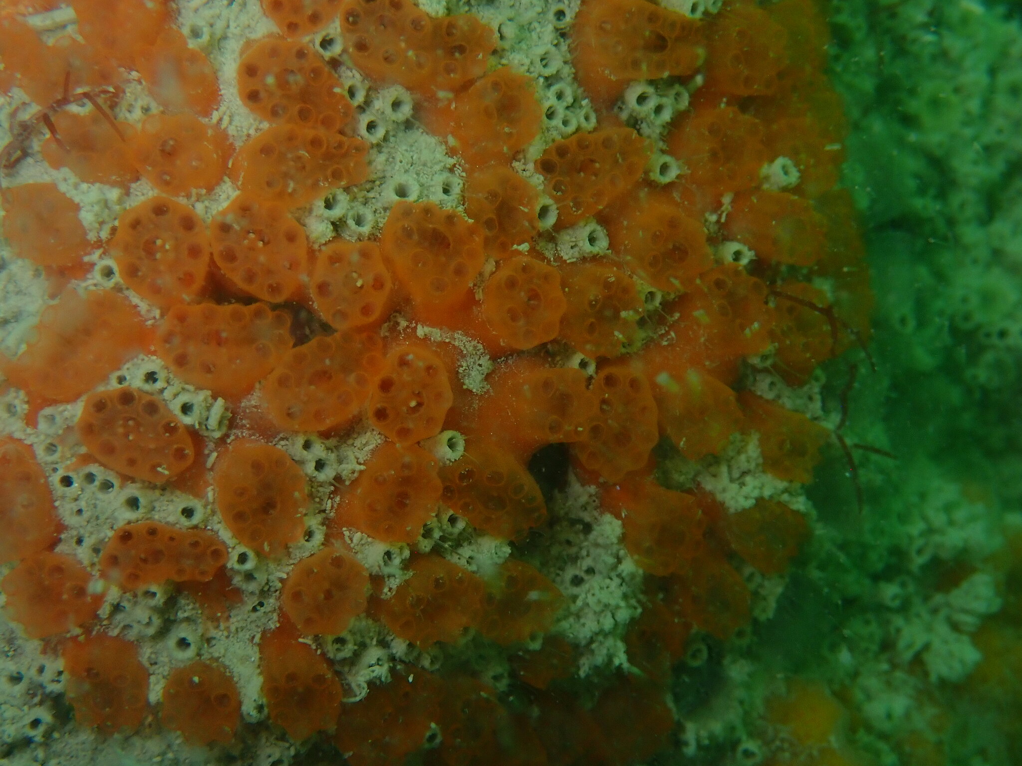 Distaplia corolla Monniot F., 1974