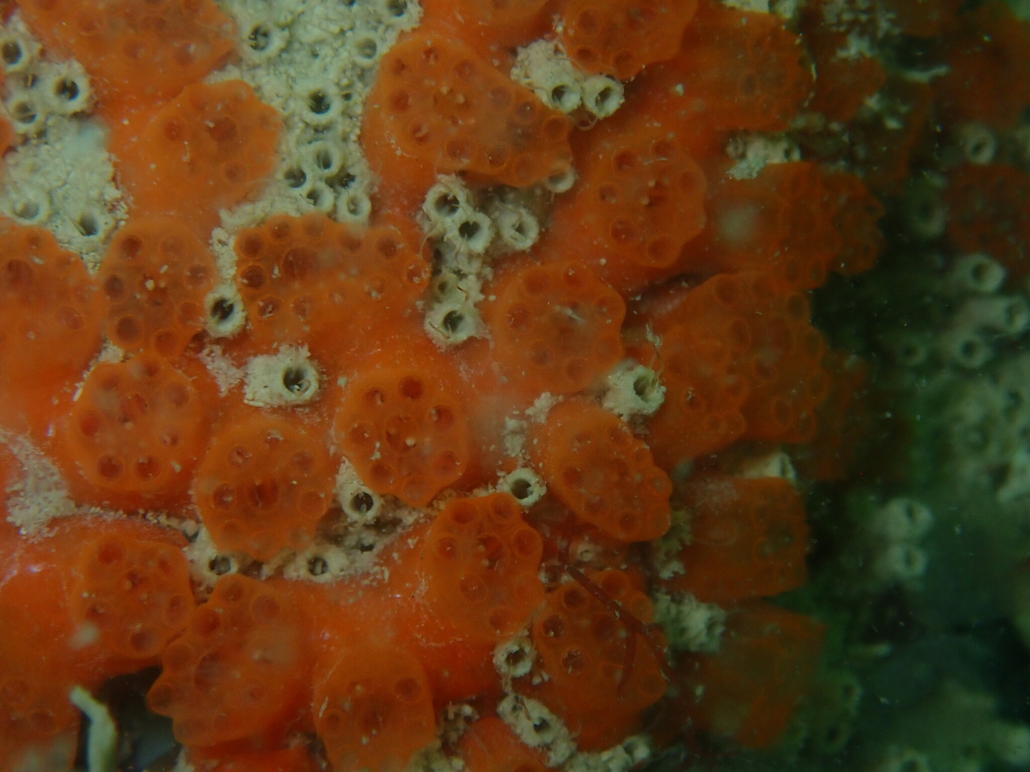 Distaplia corolla Monniot F., 1974